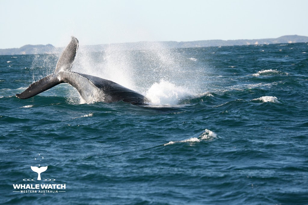 Whale Watch Western Australia | travel agency | Sardine Jetty, Fremantle WA 6160, Australia | 1300388893 OR +61 1300 388 893