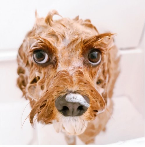 Lather and Love Canine Spa and Social Club | 19 Bell St, DAguilar QLD 4514, Australia | Phone: 0468 625 301