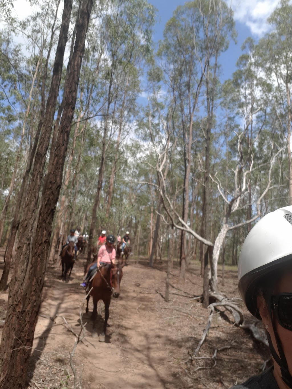 Gummies Farm Tours | travel agency | 400 Biddaddaba Creek Rd, Biddaddaba QLD 4275, Australia | 0755430191 OR +61 7 5543 0191