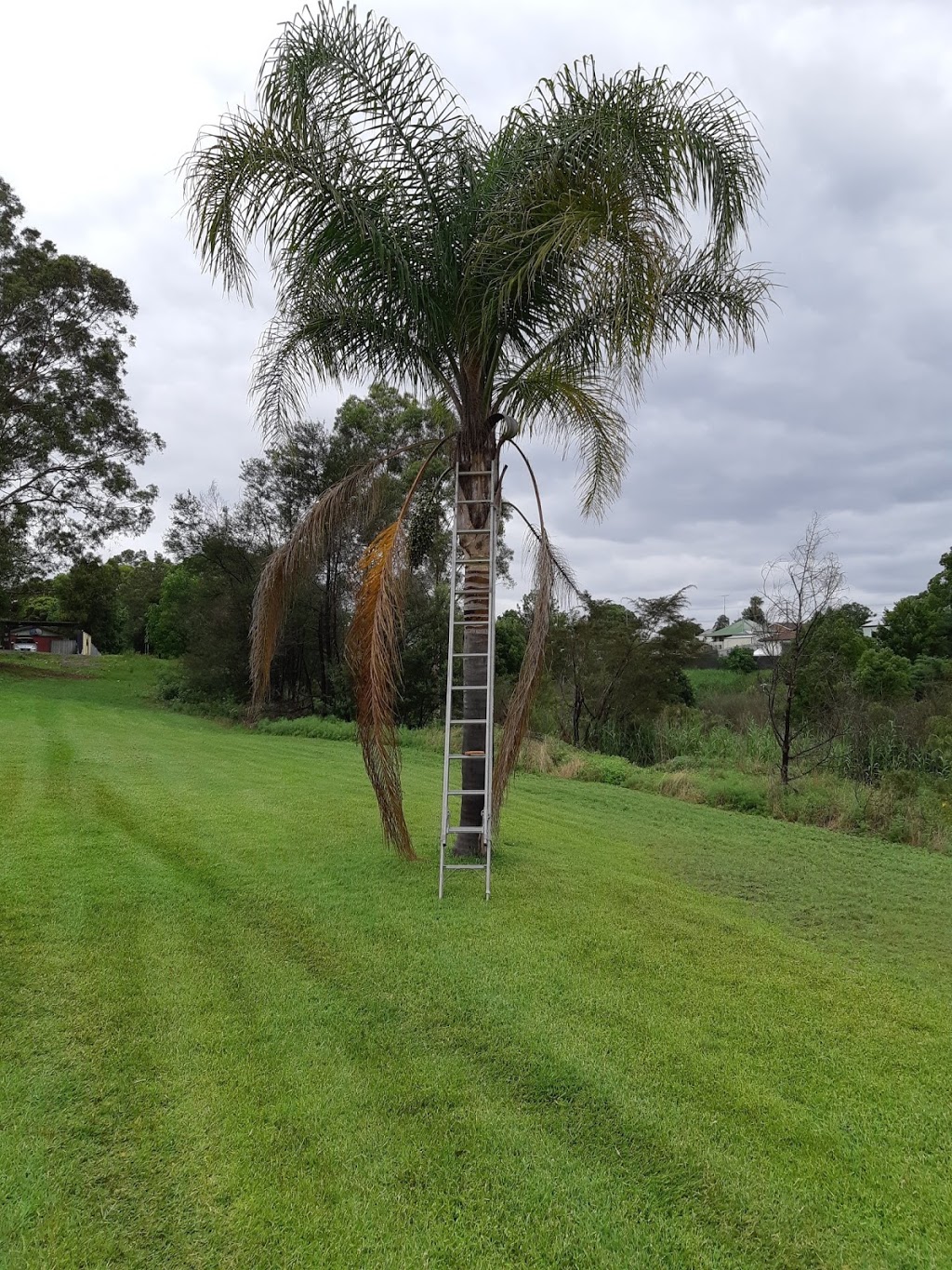 Local League Cleaning Service | 34 Ninth St, Weston NSW 2326, Australia | Phone: 0434 126 066
