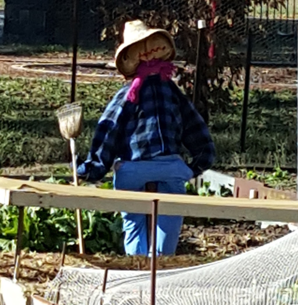 COGS Oaks Estate Community Garden | park | Railway St, Oaks Estate ACT 2620, Australia