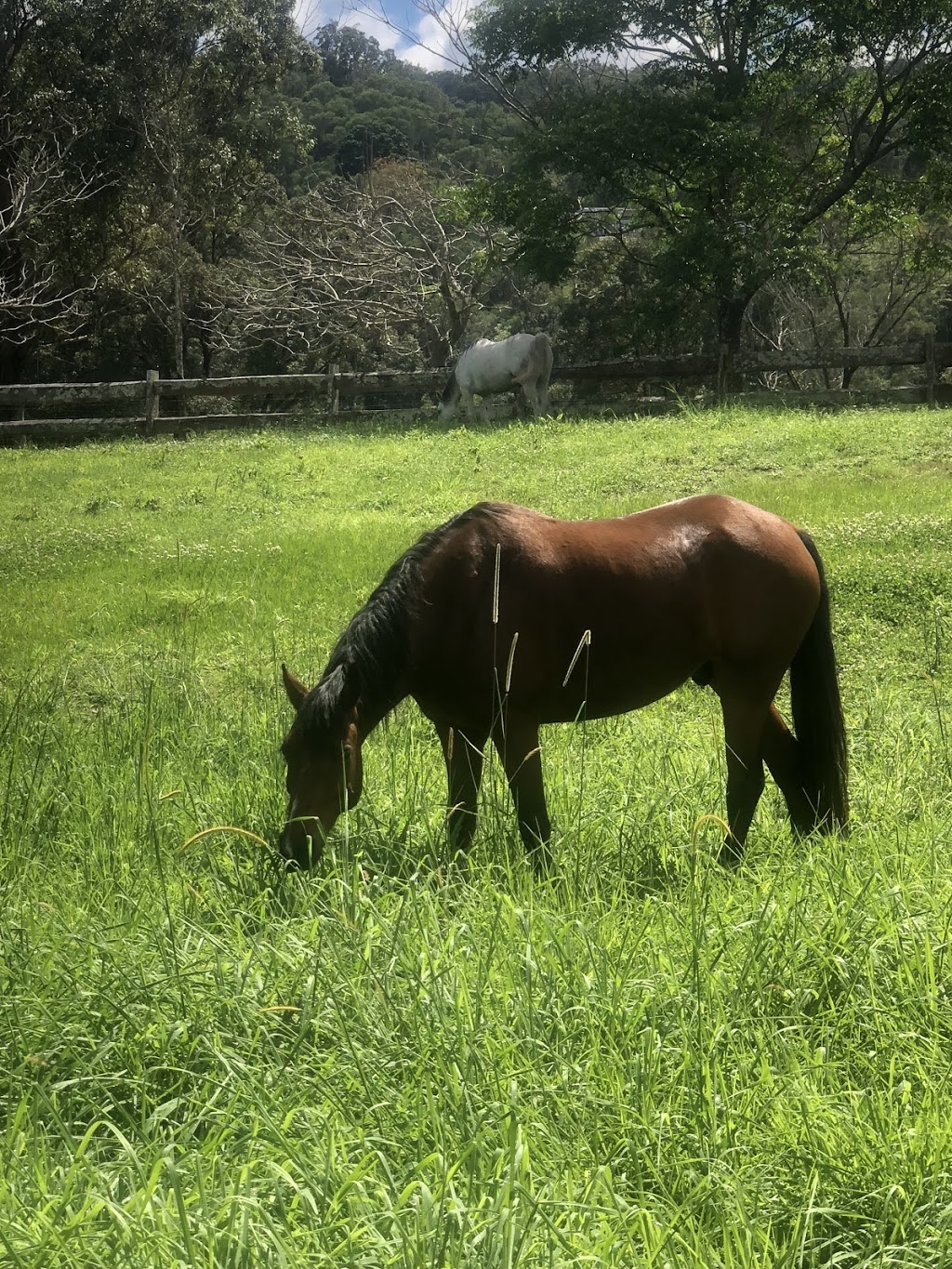 Cedarspell Horse Float Hire And Agistment | 11 Cedardell Ct, Yugar QLD 4520, Australia | Phone: 0434 195 203