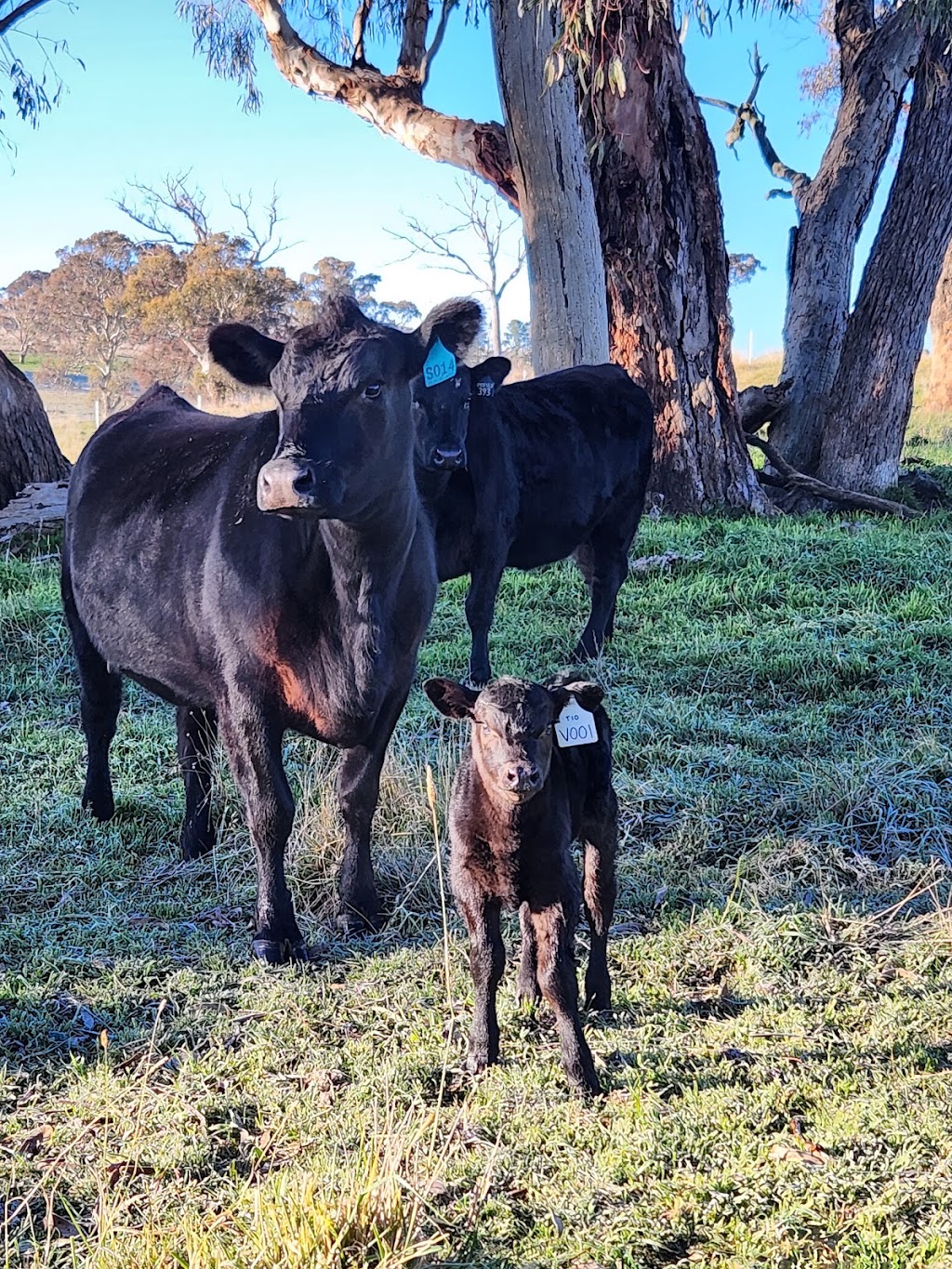 Rosemount Pastoral Newbridge | 137 Bundaleer Rd, Newbridge NSW 2795, Australia | Phone: 0429 900 882