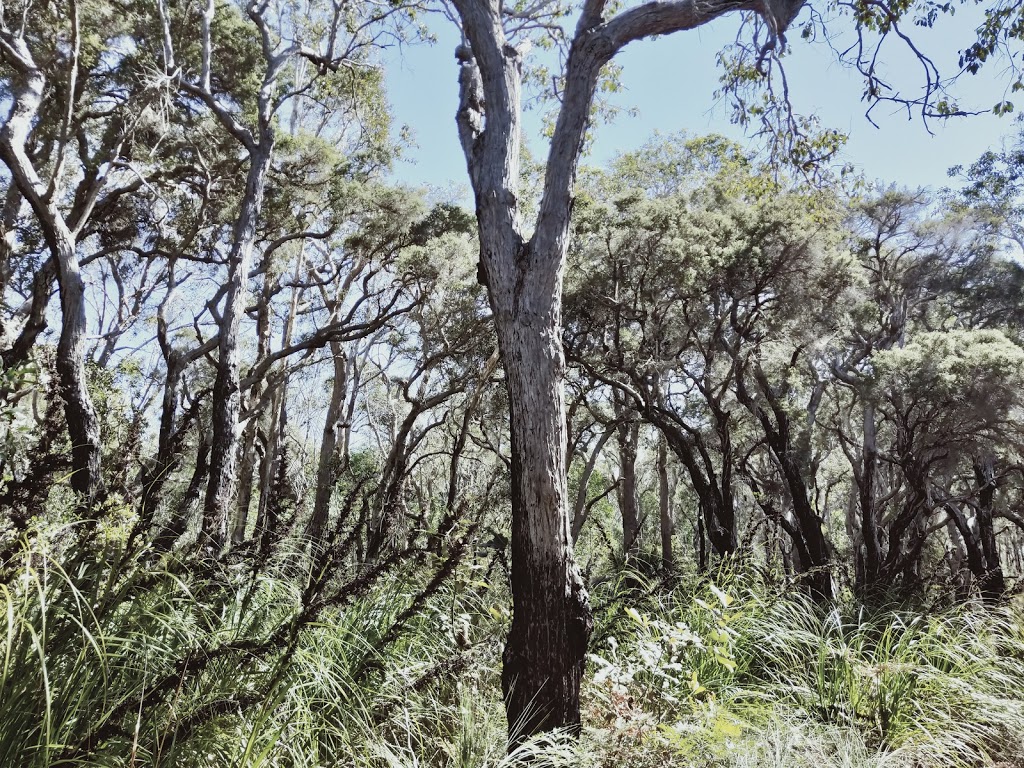 Vera Scarth-Johnson Wildflower Reserve. | park | Coonarr Rd, Coonarr QLD 4670, Australia