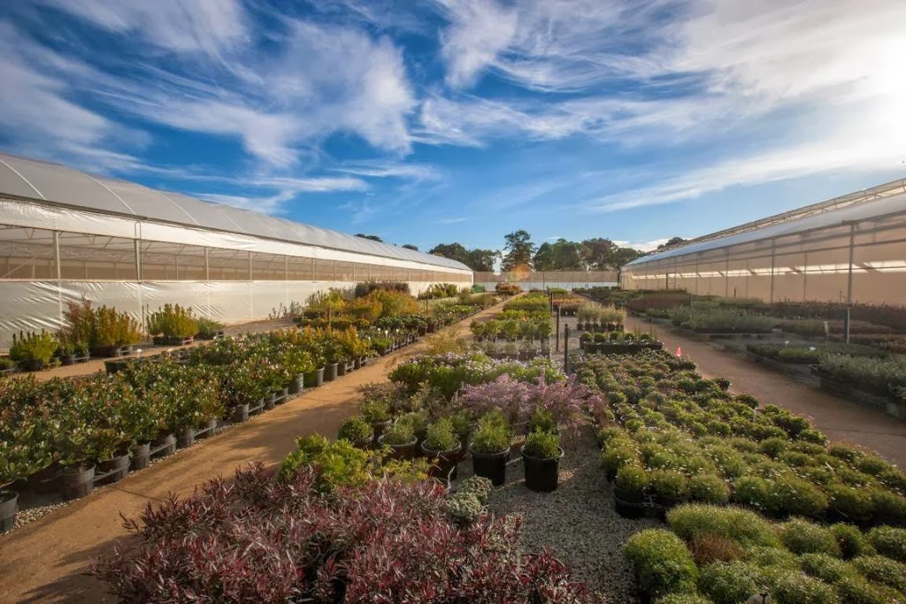 Mansfield Propagation Nursery | 150 Taylors Rd, Skye VIC 3977, Australia | Phone: (03) 9782 2404