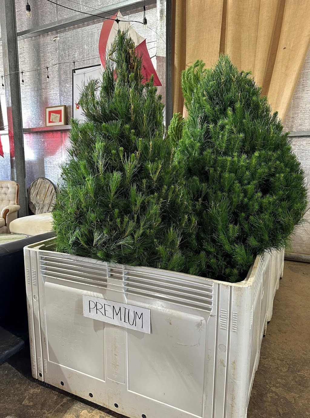 Cardigan Christmas Tree Farm | 10 Powells Rd, Windermere VIC 3352, Australia | Phone: 0491 084 102