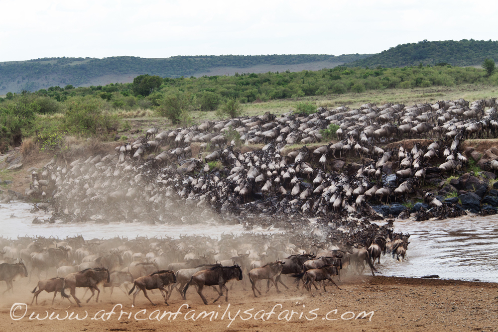 African Family Safaris | 42 Rigney Dr, Brierfield NSW 2454, Australia | Phone: (02) 6655 1838
