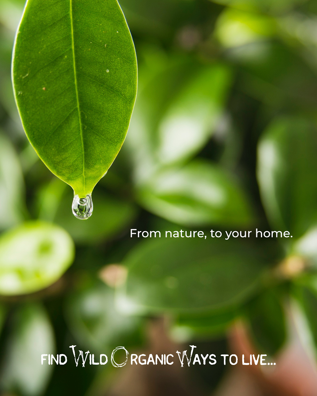Wild Organic Ways | 20 Broadway, Burringbar NSW 2483, Australia | Phone: 0412 112 340
