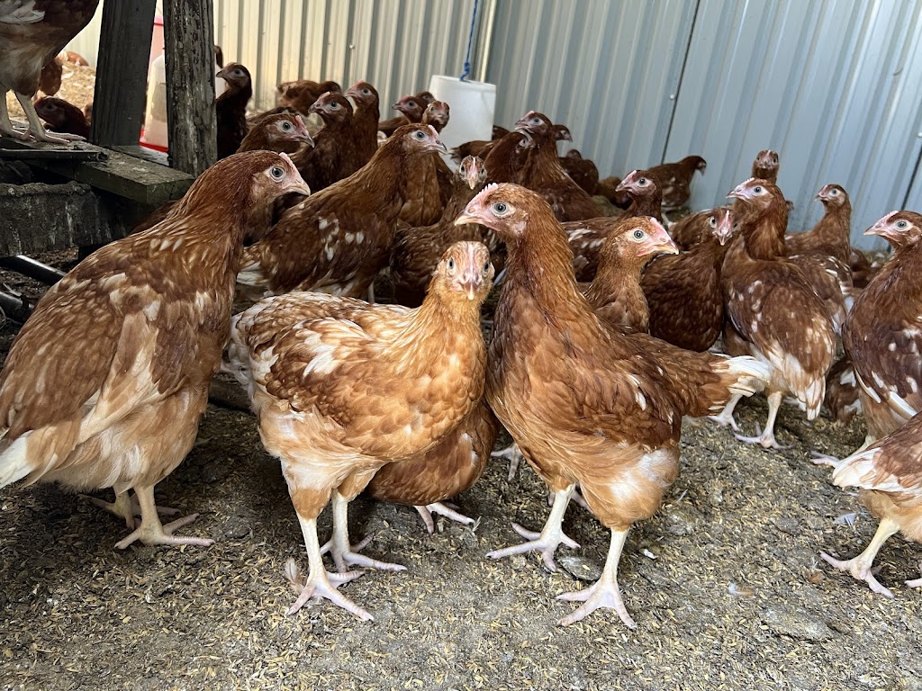 Gippys Poultry | 47 Colquhoun Blvd, Warragul VIC 3820, Australia | Phone: 0434 744 083