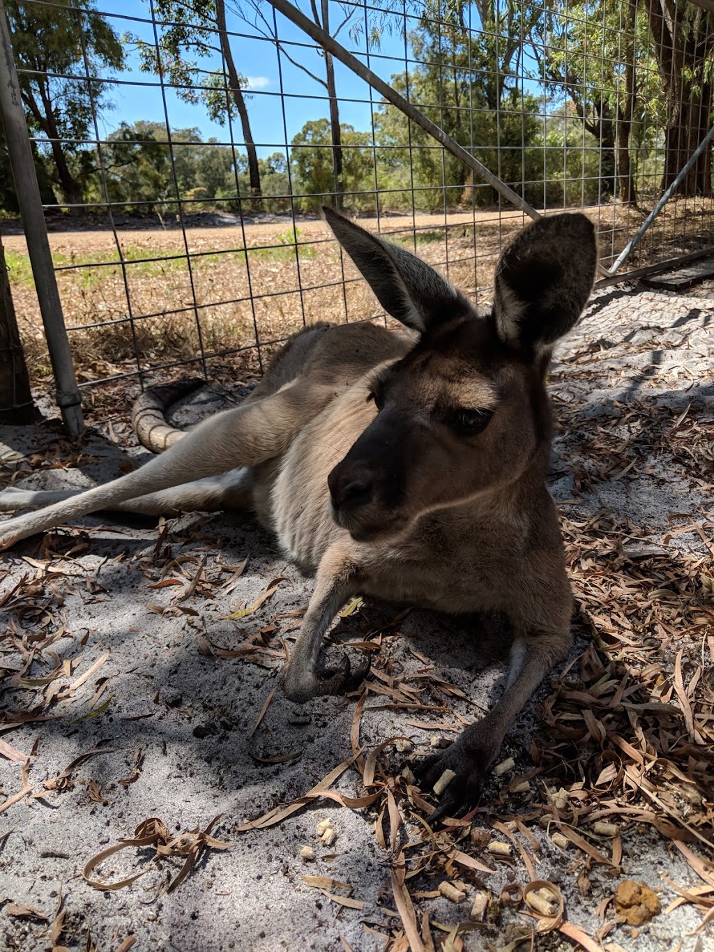 Denmark Dinosaur World | 51 Bandit Rd, Bow Bridge WA 6333, Australia | Phone: (08) 9840 8335