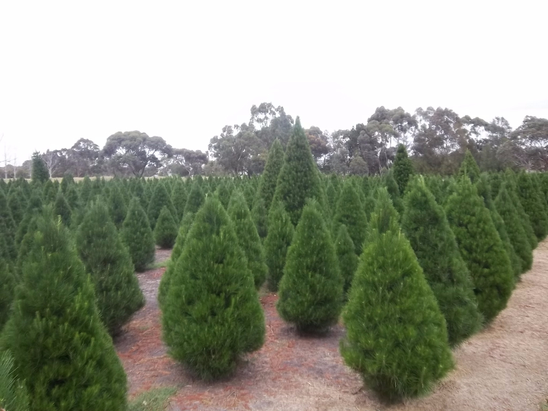Keysborough Christmas Tree Farm |  | 102 Soden Rd, Bangholme VIC 3175, Australia | 0432146671 OR +61 432 146 671