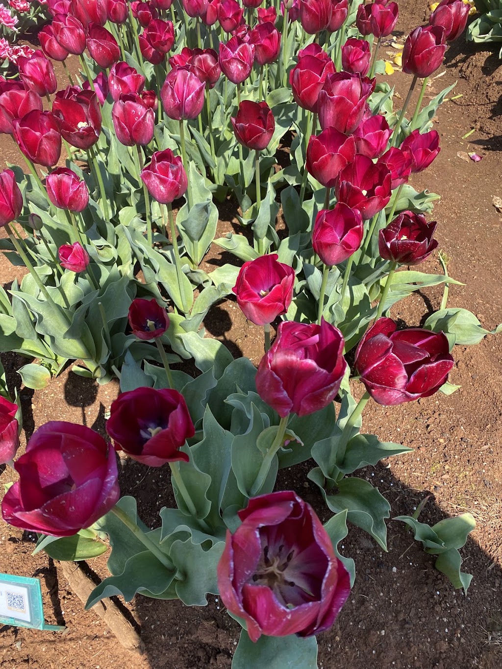 Red Earth Bulbs | 55 Spring Rd, Silvan VIC 3795, Australia | Phone: (03) 9737 9790