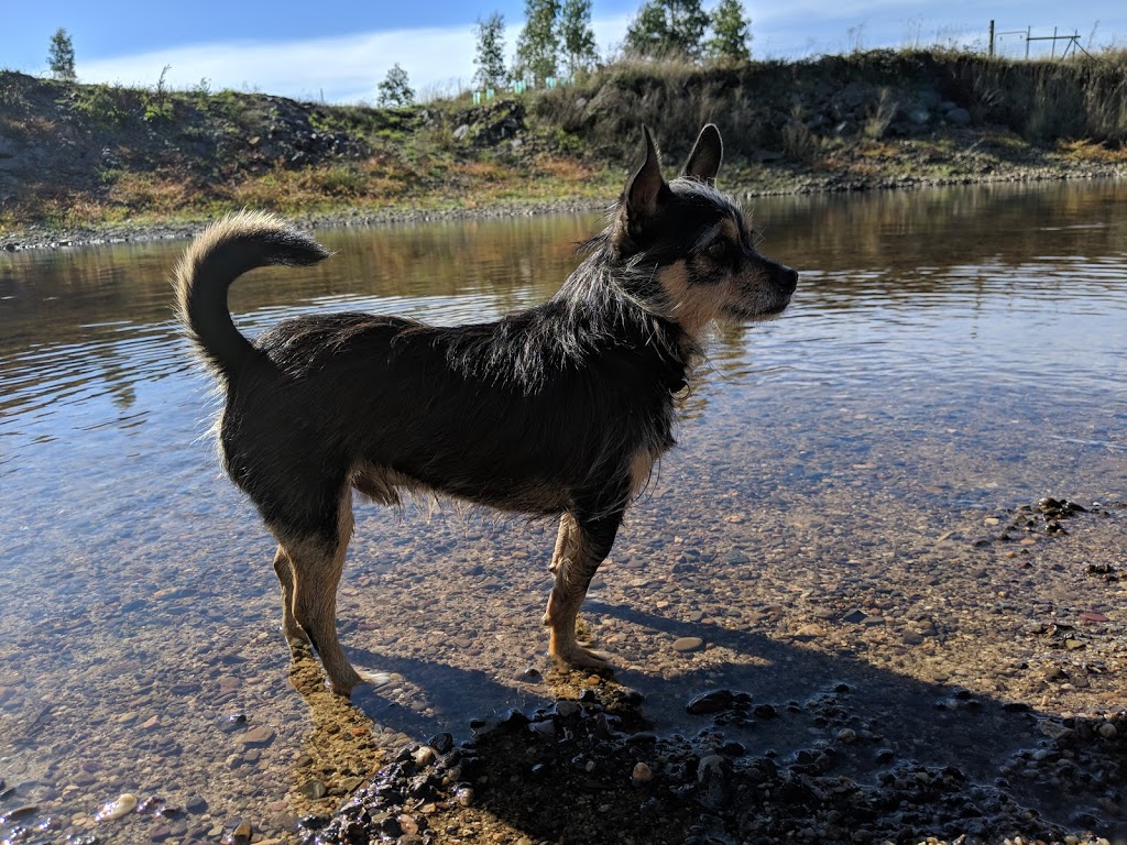 St Leonards Dog Park | St Leonards Picnic Ground, 81 Station Rd, St Leonards TAS 7250, Australia