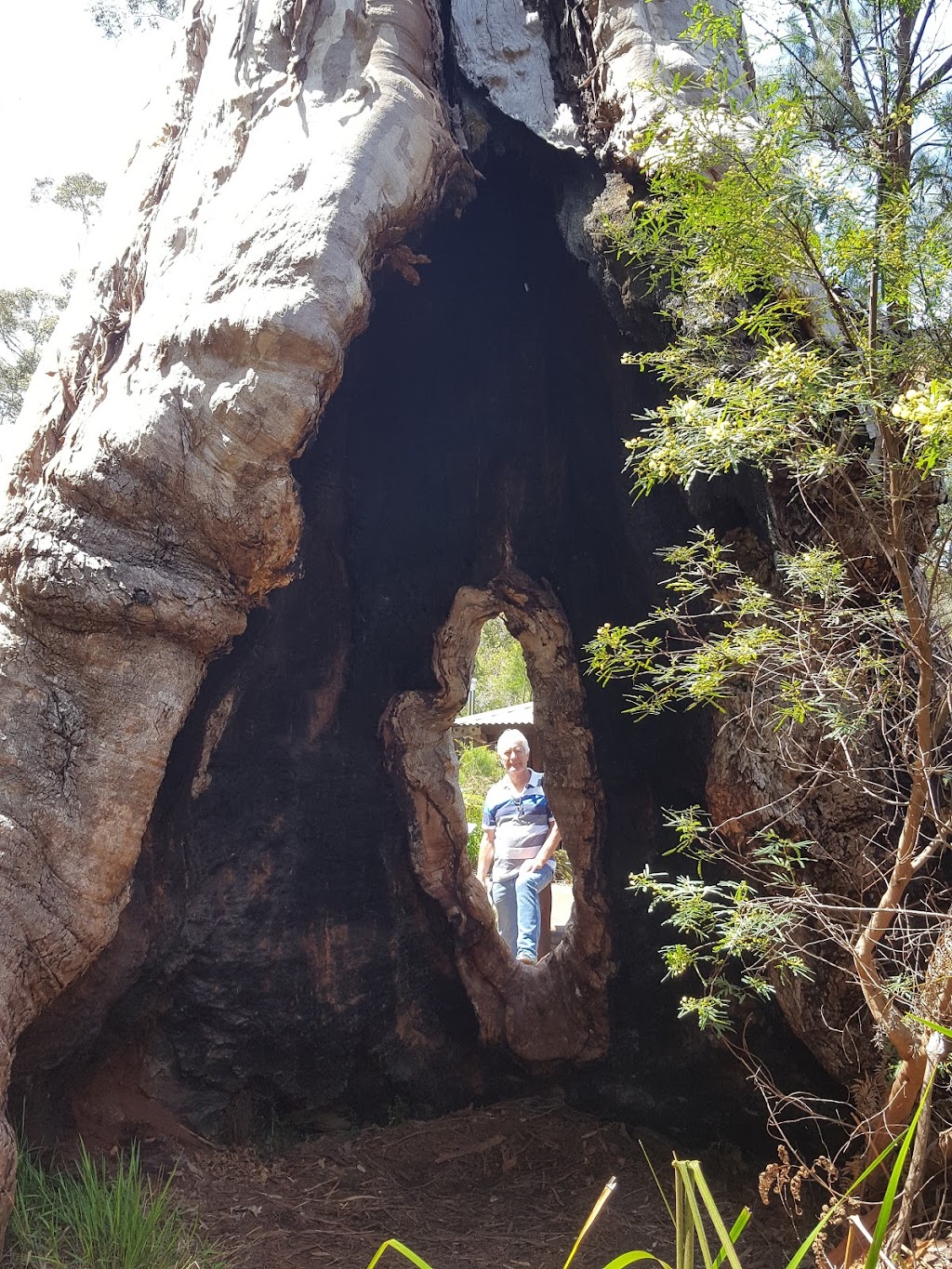 Giant Tingle Tree | Hilltop Rd, Walpole WA 6398, Australia | Phone: (08) 9219 9000