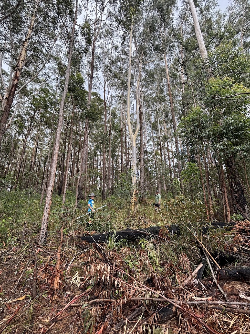 Protrax Vegetation Management | Twin View Rd, Elimbah QLD 4516, Australia | Phone: 0405 816 527