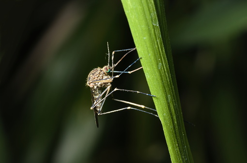 Local Pest Control Canberra | 2 Arkana St, Yarralumla ACT 2600, Australia