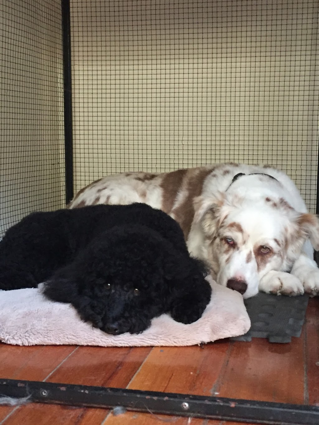 Poodles and Pooches | 27 Hurley Ct, Balnarring VIC 3926, Australia | Phone: 0417 388 697