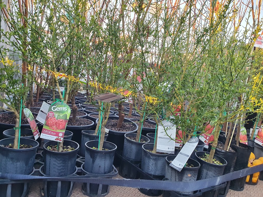 Jamils nursery | 479bringelly rd, Rossmore NSW 2557, Australia | Phone: 0450 466 334
