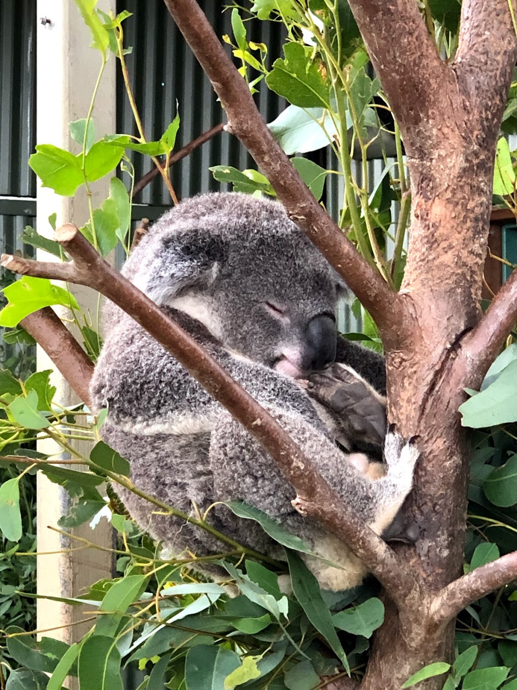 WILD LIFE Sydney Zoo | 1-5 Wheat Rd, Sydney NSW 2000, Australia | Phone: 1800 206 158