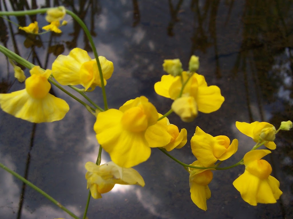 Carnivorous Gotcha Plants | 8 Balsam Rd, Eumundi QLD 4562, Australia | Phone: (07) 5442 8204