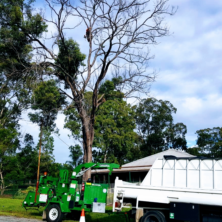 Redlands Tree Lopping, Capalaba Tree Pruning, Tree Removal, Stum | 23 Wentworth Dr, Capalaba QLD 4157, Australia | Phone: 0411 956 800