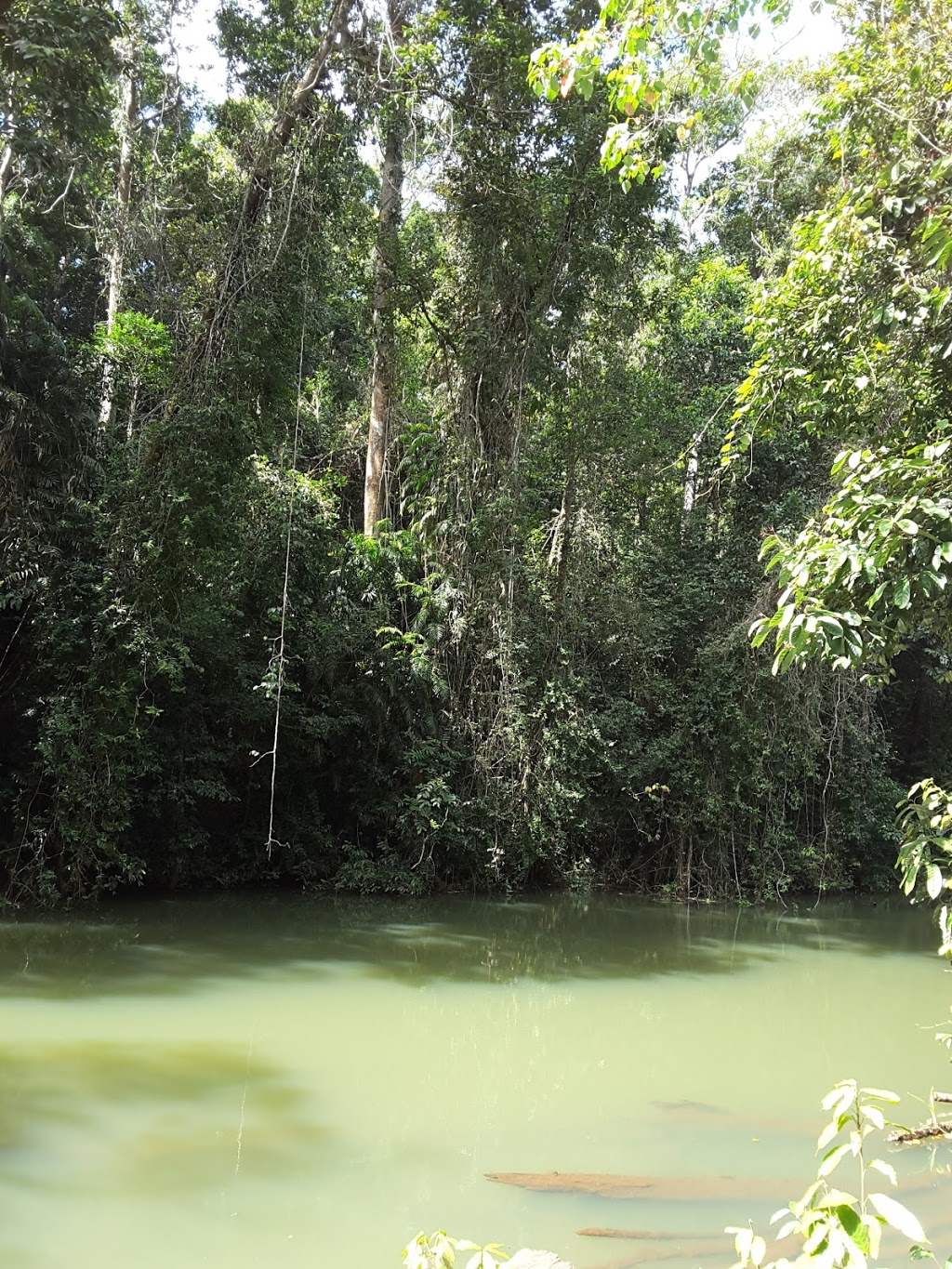 Malanda Falls Conservation Park | Malanda QLD 4885, Australia