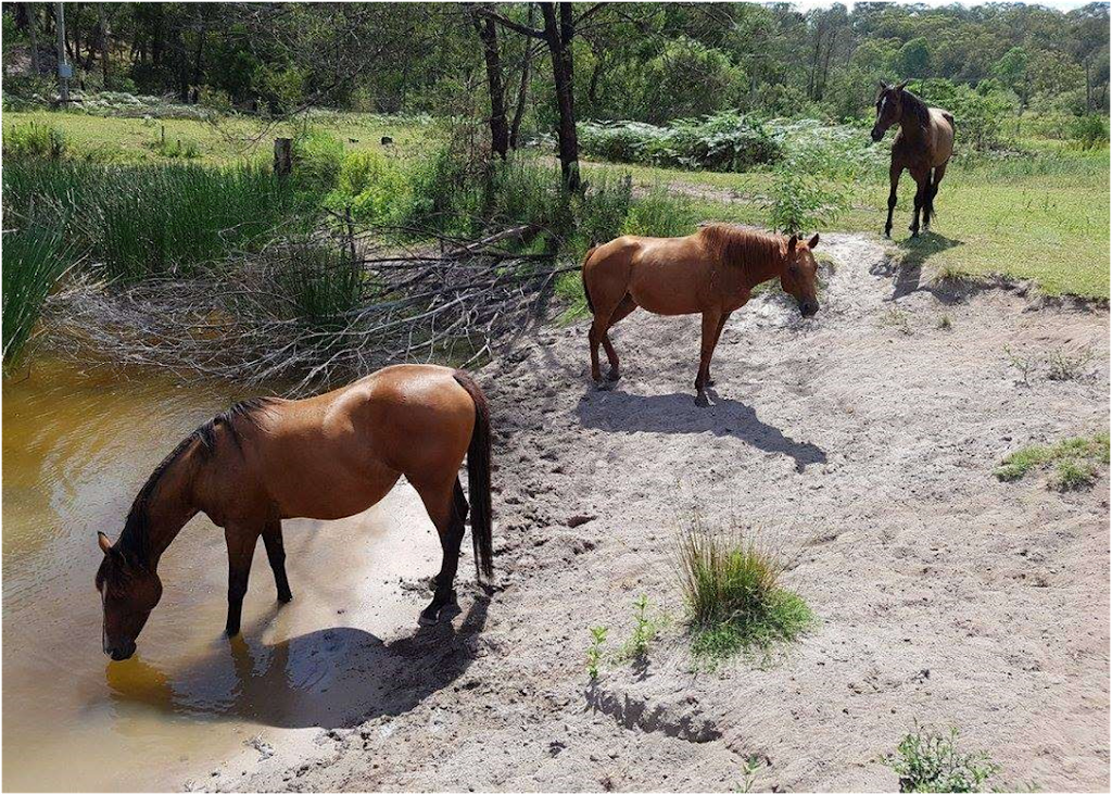 Horse Rescue Australia | 220 Crooked Ln, North Richmond NSW 2754, Australia | Phone: (02) 8250 1442