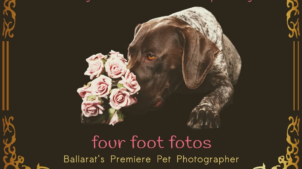 Four Foot Fotos Dog Photography, Ballarat |  | 1023 Havelock St, Ballarat North VIC 3350, Australia | 0423311839 OR +61 423 311 839
