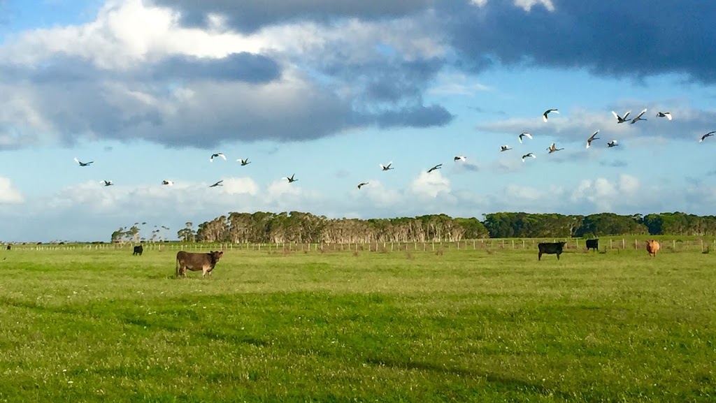 Meat Your Beef - King Island Farm Tours | 3470 North Rd, Egg Lagoon TAS 7256, Australia | Phone: 0427 118 903