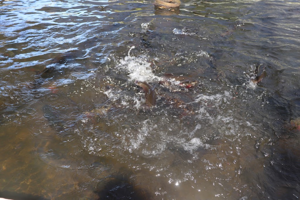 Dutton Trout Hatchery | Point Lookout Rd, Ebor NSW 2453, Australia | Phone: (02) 6775 9139