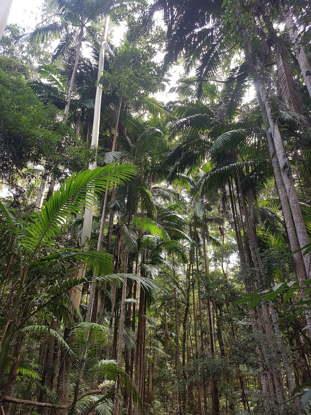 Somerset trail | park | Somerset Walking Track, Mount Byron QLD 4312, Australia