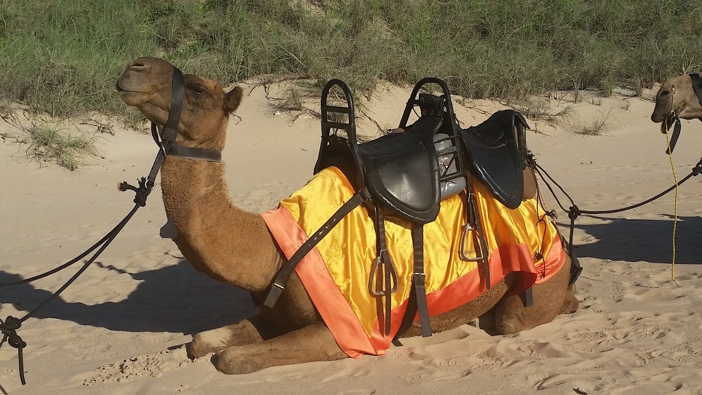 Yellow Camel | 40 Lullfitz Dr, Bilingurr WA 6725, Australia