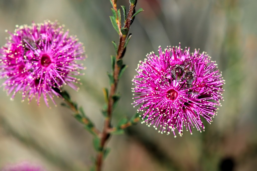 Field of Mars Environmental Education Centre | 220 Pittwater Rd, Gladesville NSW 2111, Australia | Phone: (02) 9816 1298