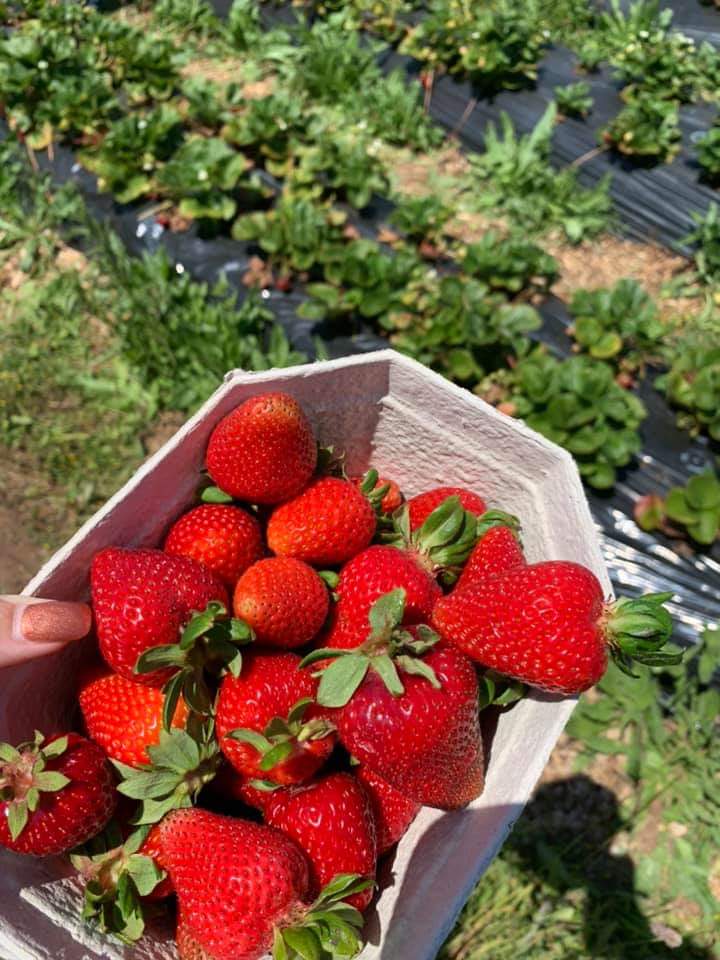 Portland Strawberries | 87 Princes Hwy, Bolwarra VIC 3305, Australia | Phone: (03) 5523 1834
