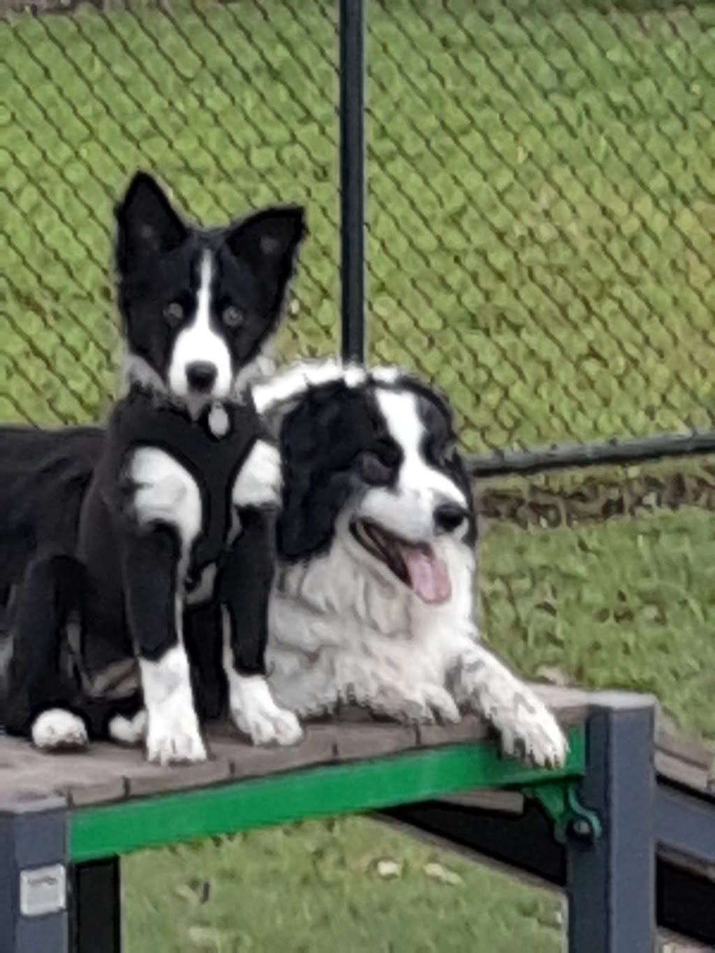 Caboolture Sports Dog Obedience Club |  | 36 Devine Ct, Morayfield QLD 4506, Australia | 0450902520 OR +61 450 902 520