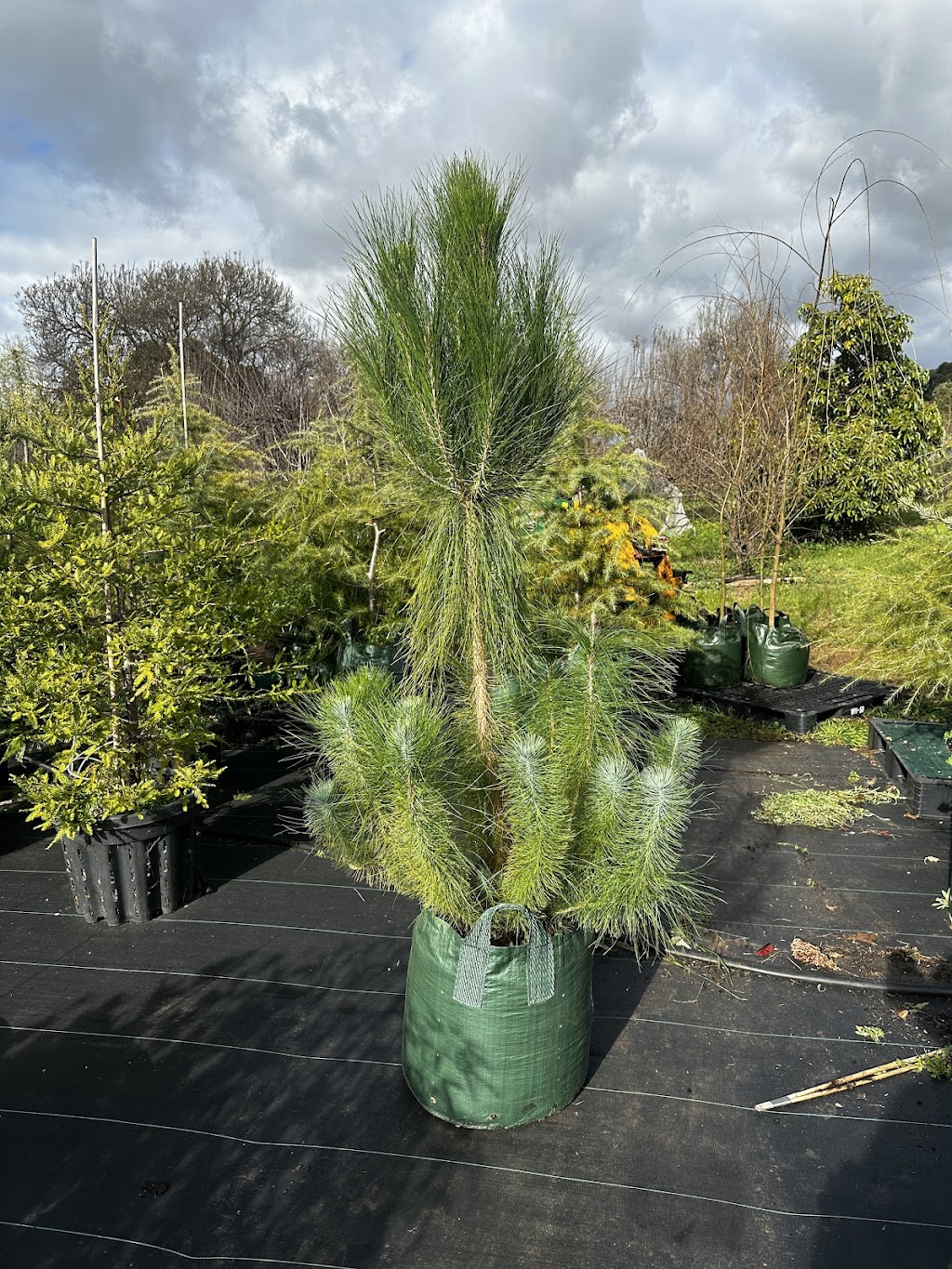 Remarkable Trees | 1385 Gisborne-Melton Rd, Toolern Vale VIC 3337, Australia | Phone: 0400 861 703