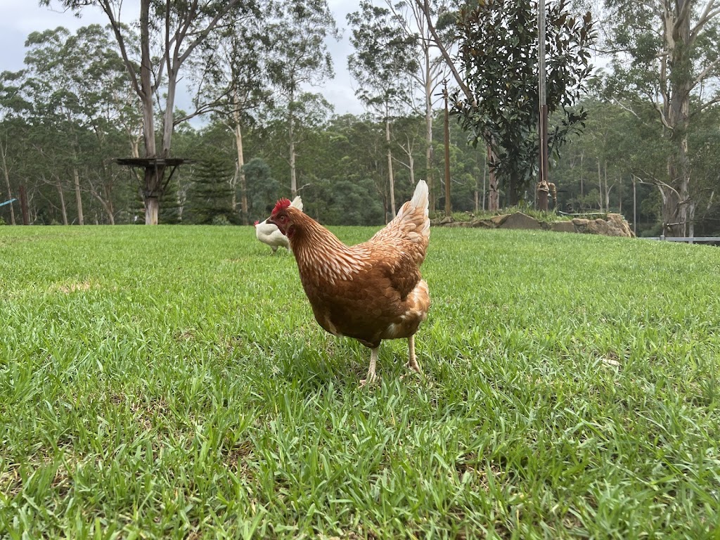 Jila free range | 152 Mountain Ave, Yarramundi NSW 2753, Australia | Phone: 0418 738 784