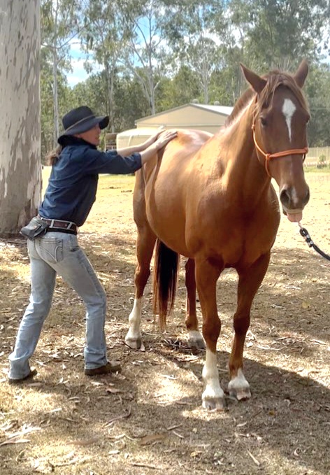 Bare Bowen Equine Services | 769 Sandy Creek Rd, Sandy Creek QLD 4515, Australia | Phone: 0491 046 468