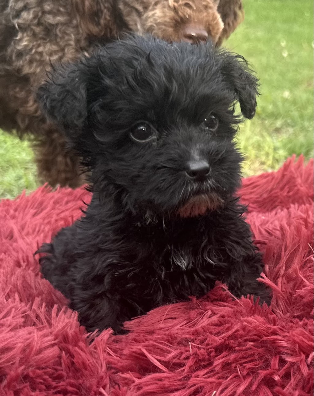 Sirrandi poodles and oodles | Mount Tarampa Rd, Mount Tarampa QLD 4311, Australia | Phone: 0489 020 024