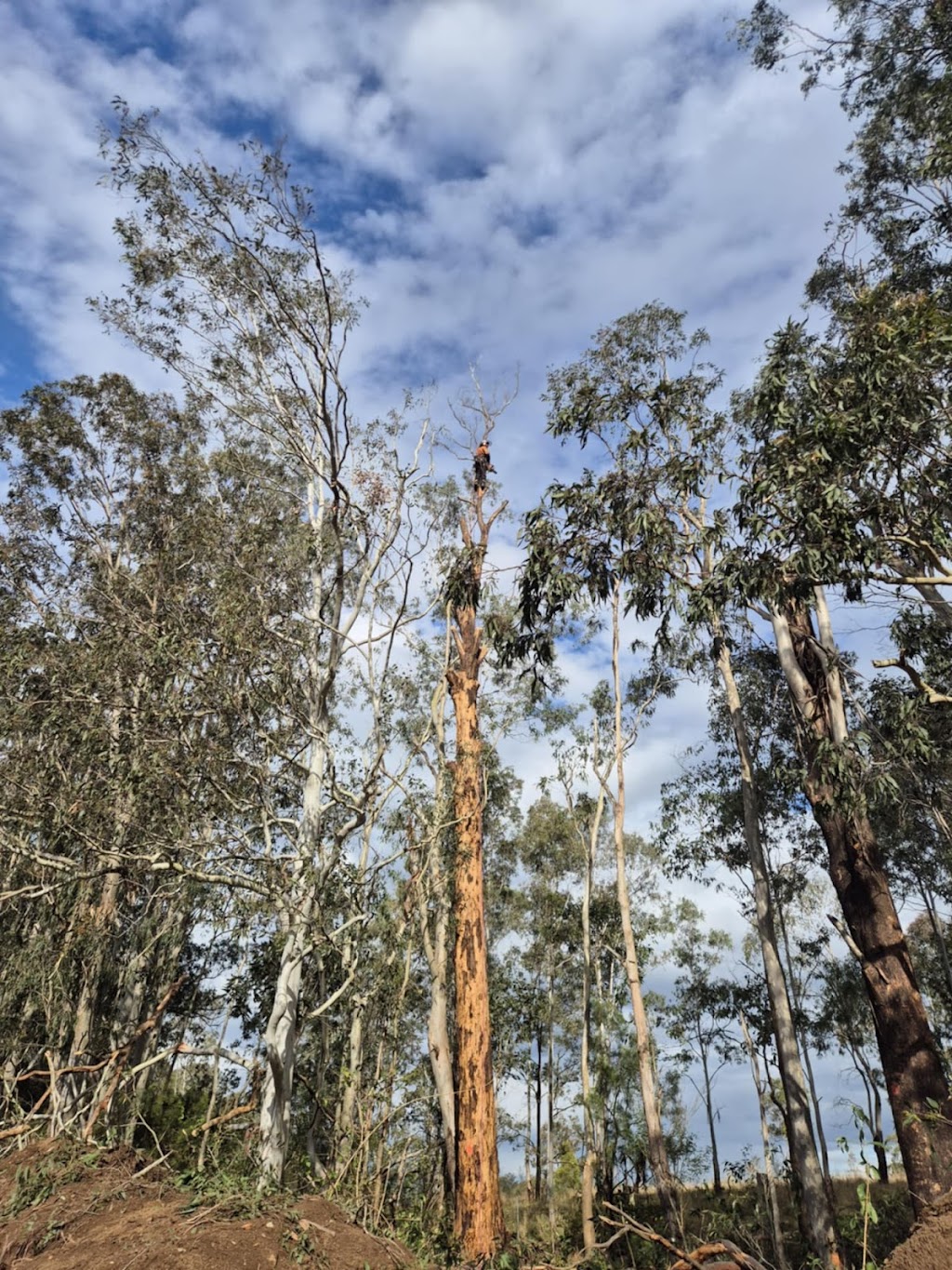 Rudy’s trees services | 18 Mill St, Krambach NSW 2429, Australia | Phone: 0403 641 599