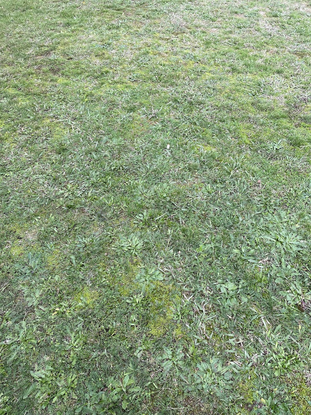 Steven Trevaskis Gardening Service | 31 Wendouree Dr, Kialla VIC 3631, Australia | Phone: 0417 508 145