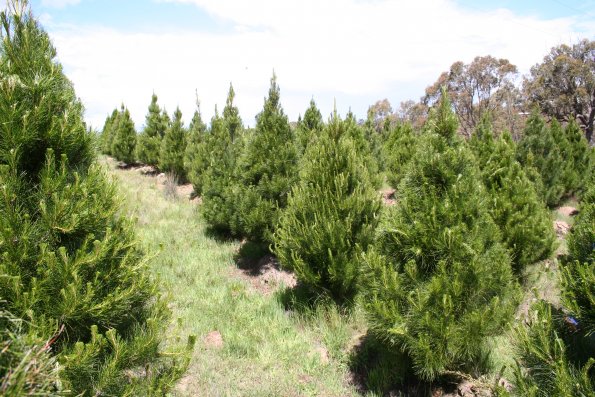 Christmas Tree Keng |  | 242 Shingle Hill Way, Bywong NSW 2620, Australia | 0402246436 OR +61 402 246 436
