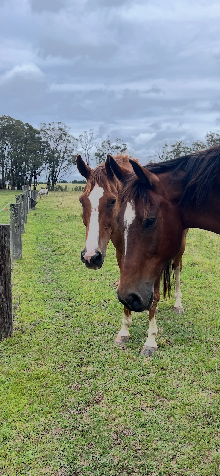 Fellowdale Farm | 62 Hayman Rd, Bundanoon NSW 2578, Australia | Phone: 0412 253 846