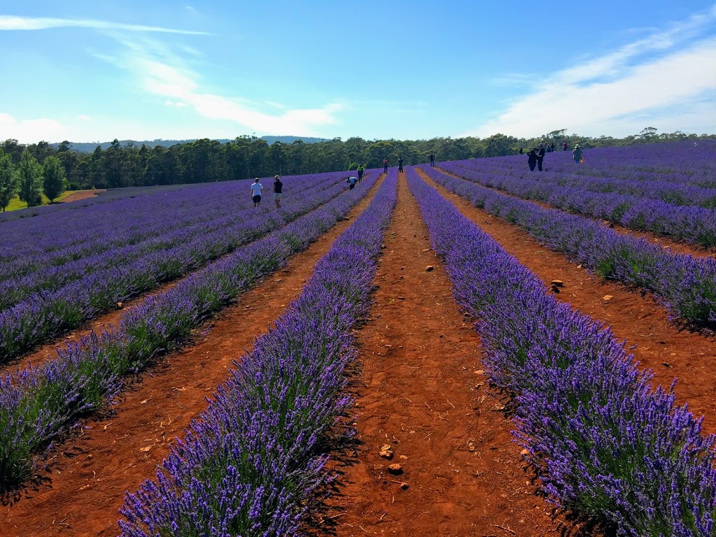 Bridestowe Lavender Estate | 296 Gillespies Rd, Nabowla TAS 7260, Australia | Phone: (03) 6352 8182