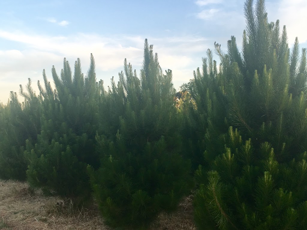 Wilburys Traditional Christmas Trees | store | 8598-8328, State Route 52, Henley Brook WA 6055, Australia | 0438442922 OR +61 438 442 922