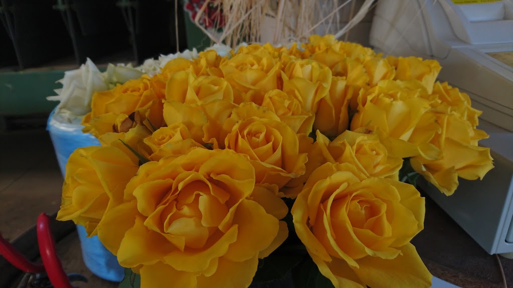 Magic Garden Roses | 130 Old Warburton Hwy, Seville East VIC 3139, Australia | Phone: 0481 542 142