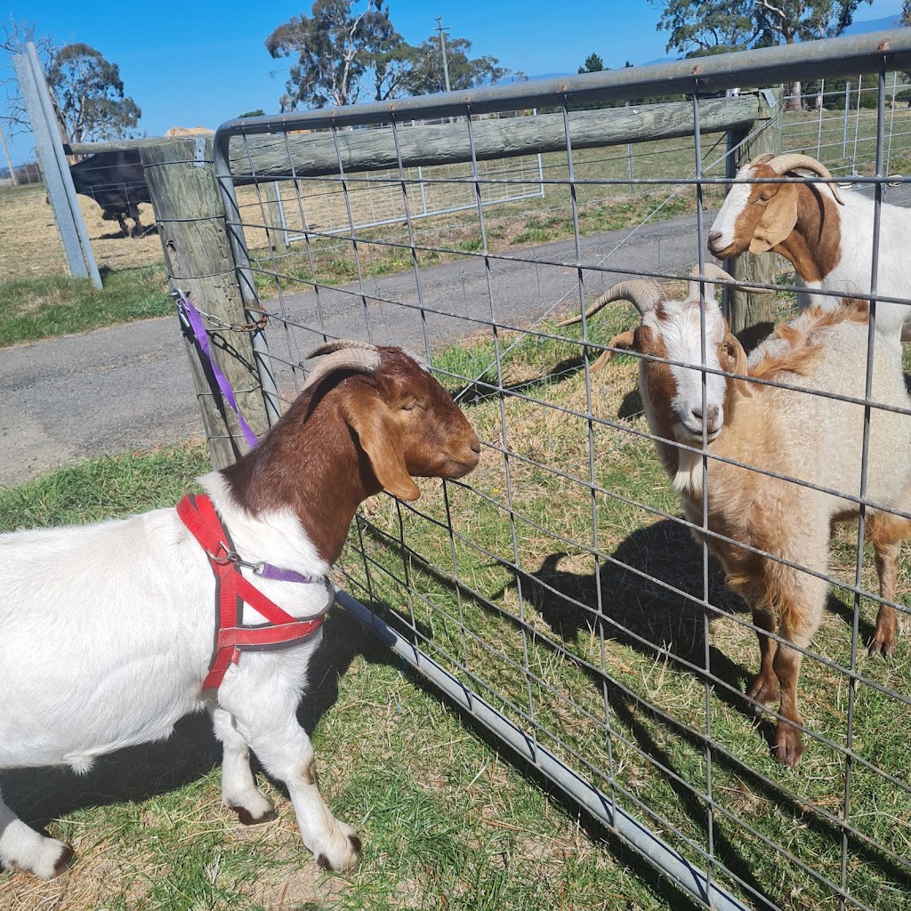 Big ears Animal Sanctuary | 31 Norwich Dr, Longford TAS 7301, Australia | Phone: 0488 094 210