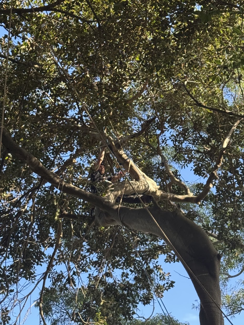 Above All Tree Services | 67 Achilles Rd, Engadine NSW 2233, Australia | Phone: 0412 708 072