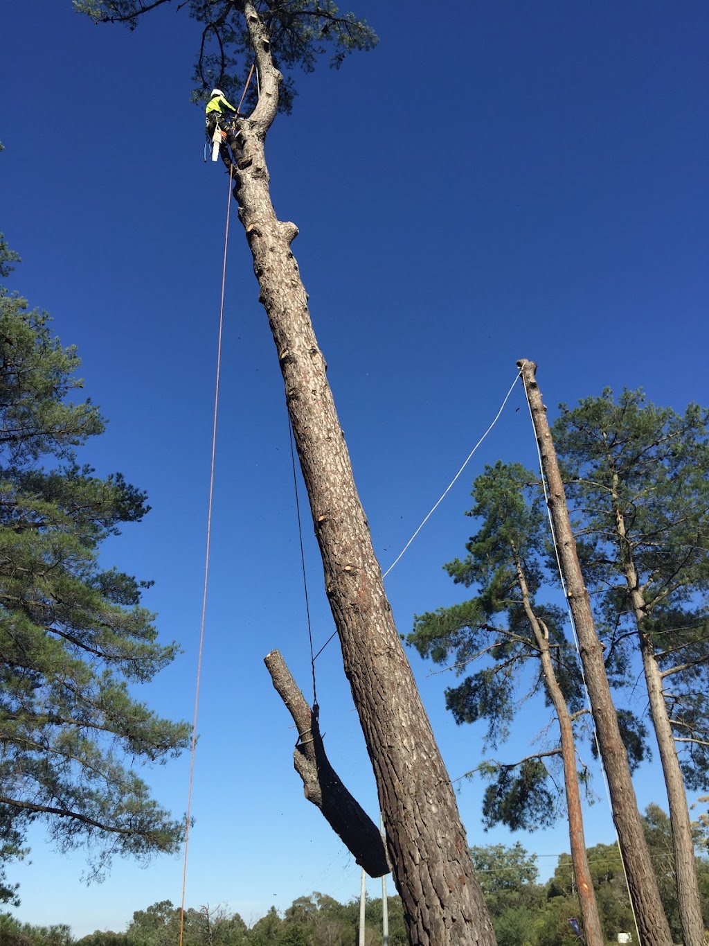 SAWWBONES ARBORICULTURE | 13 Aries Pl, Narrawallee NSW 2539, Australia | Phone: 0481 190 566