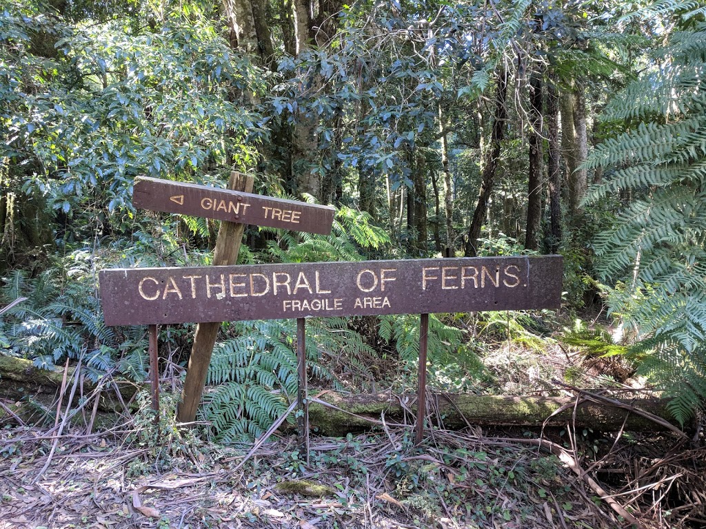 Cathedral of Ferns | park | Mount Irvine Rd, Mount Wilson NSW 2786, Australia
